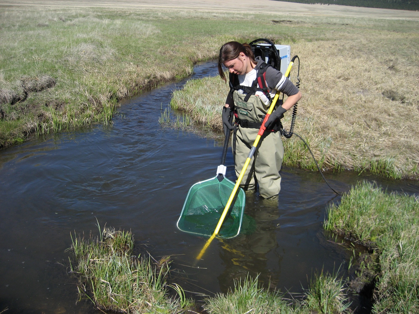 A student standing in a stream with a net and waders on.