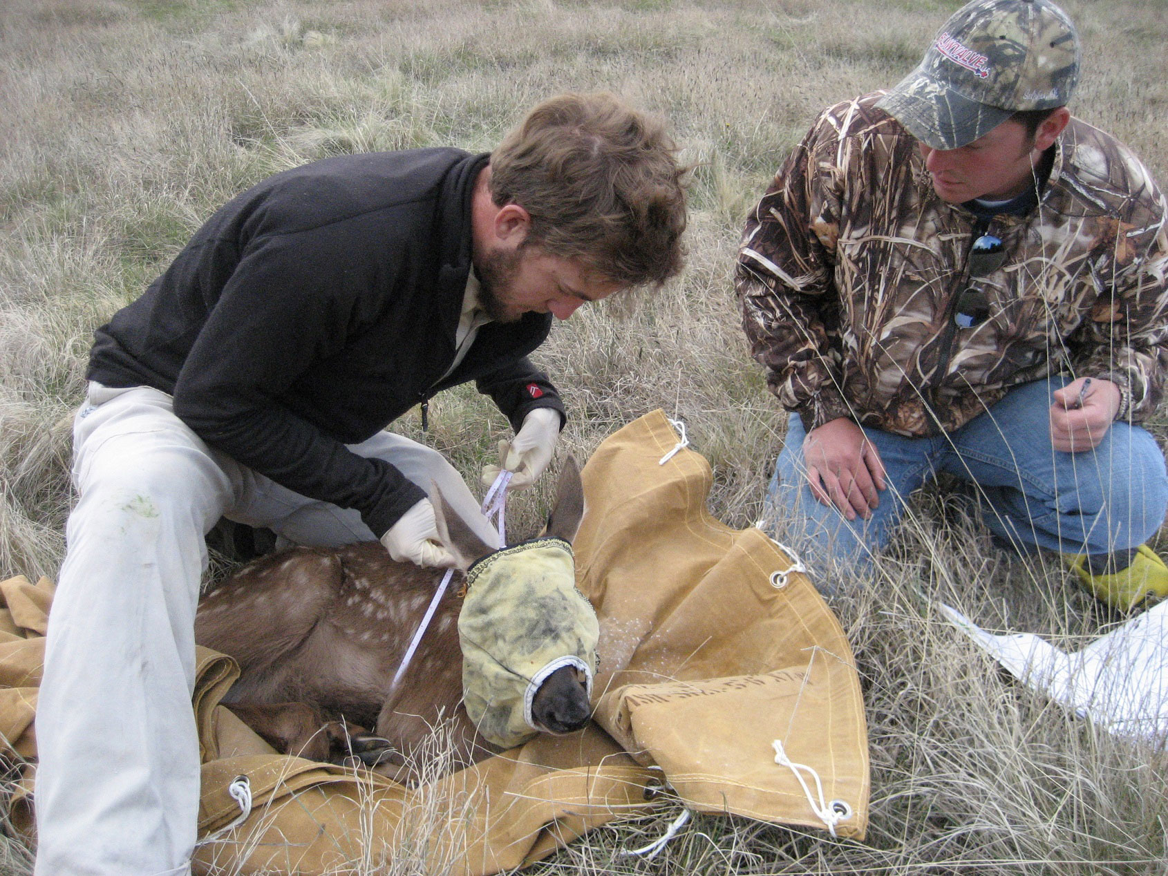 Two students crouched down by a deer working on the ground.