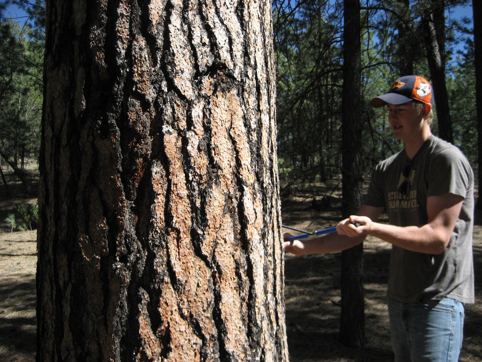 A student standing by a tree while creating a hole in the tree trunk.