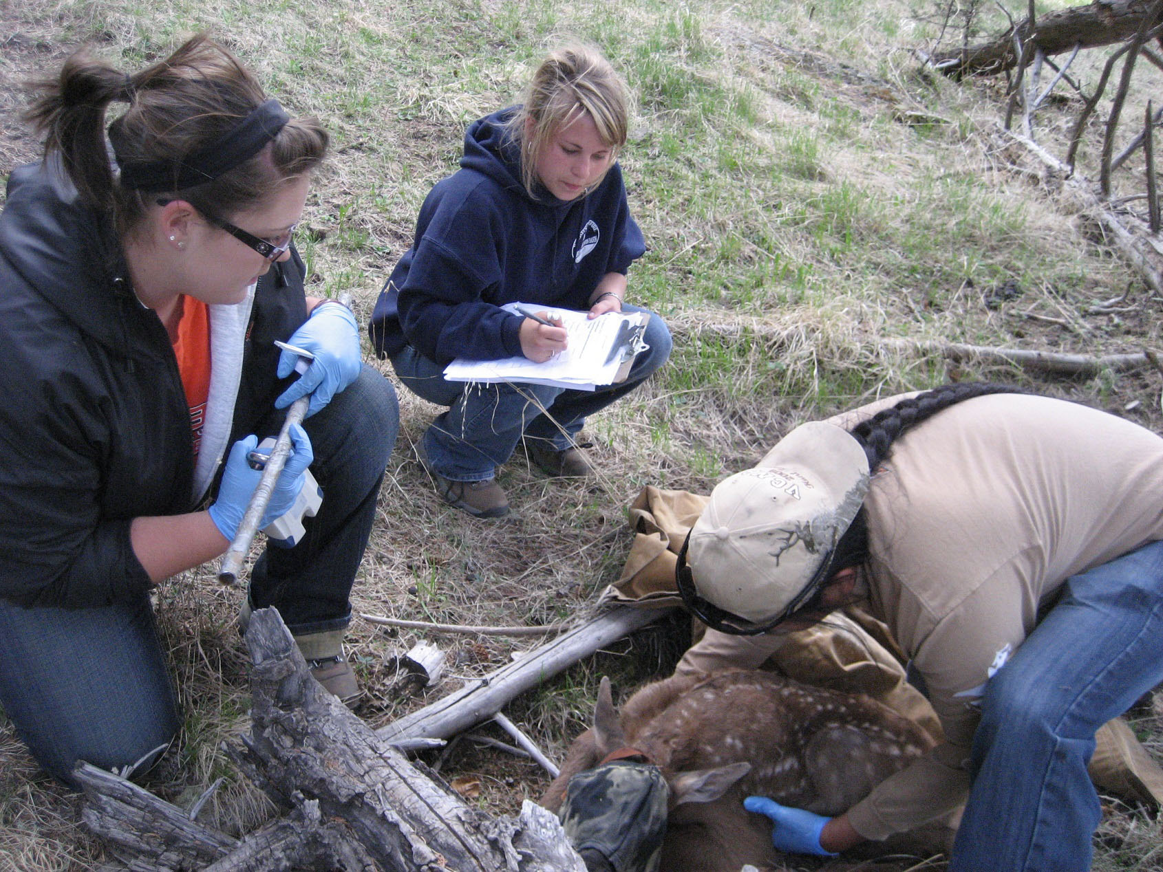 Three participants, holding tools and clipboards, working around a deer on the ground.
