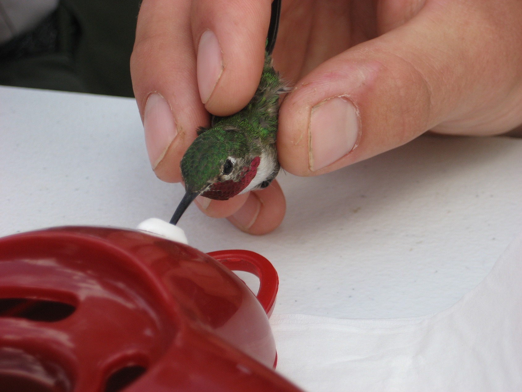 A hand holding a small bird up to a red bird feeder to eat.