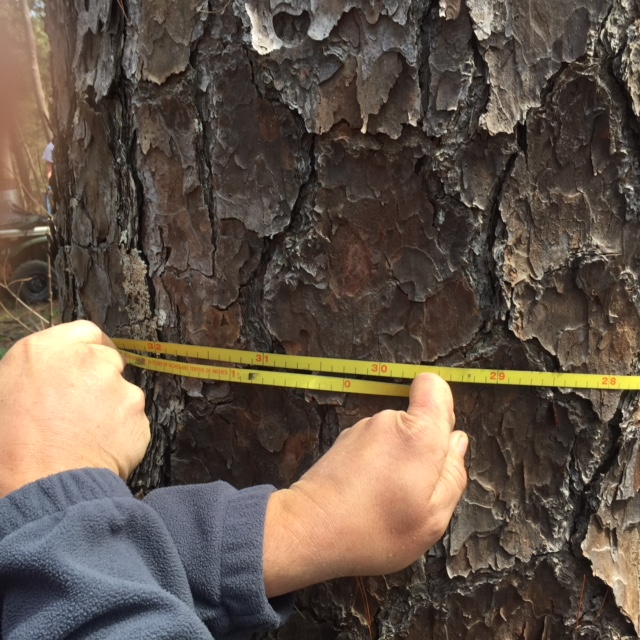 Two hands measuring the diameter of a tree truck with a yellow measuring tape.