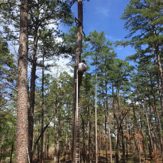 An individual climbing a tree in the middle of a forest.
