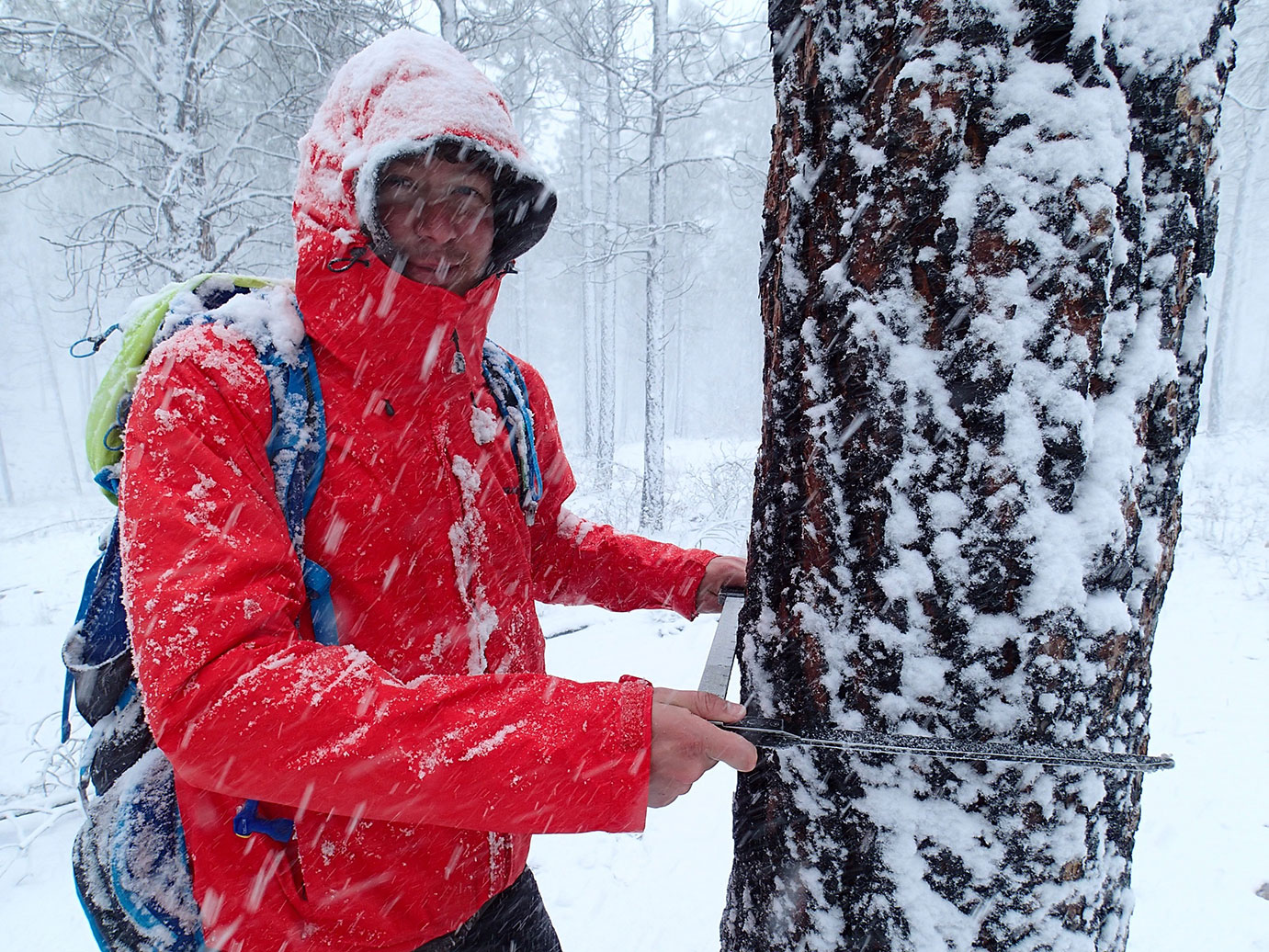 A participant standing in the snow in a red coat with their hood up taking measurements on a tree's trunk.