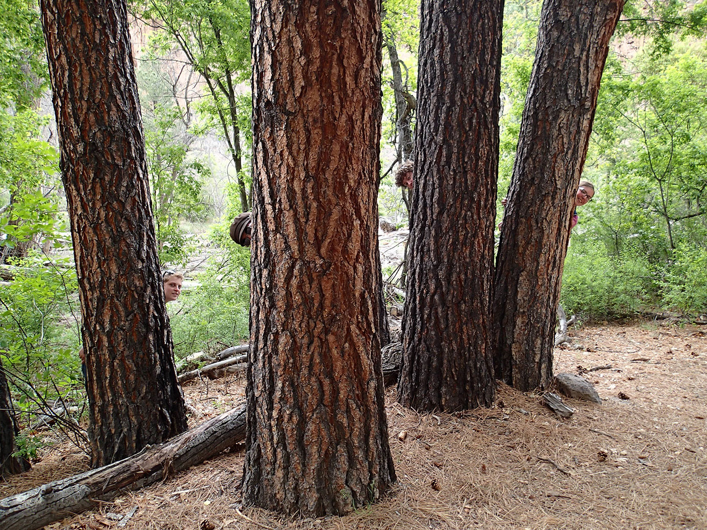 A group photo of four people poking their head out from behind four separate tree trunks.