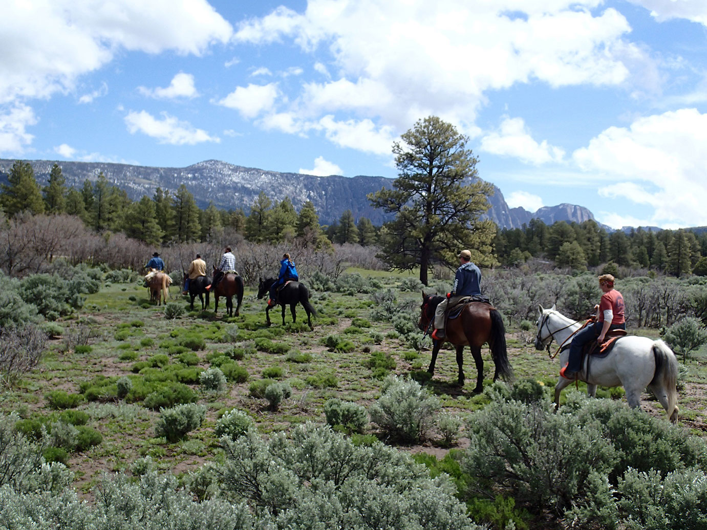 A group of six individuals on horseback headed into the forest.