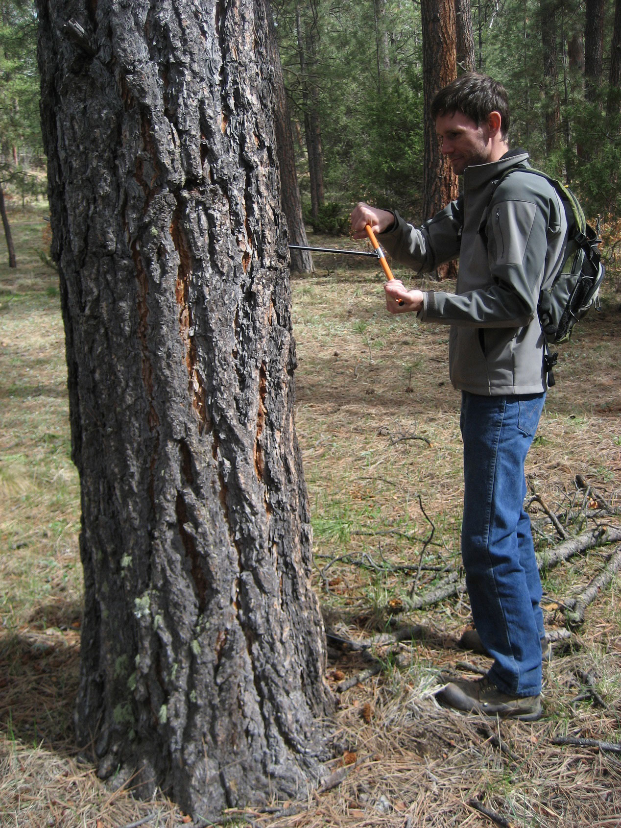 An individual gathering information by a tree in the forest.