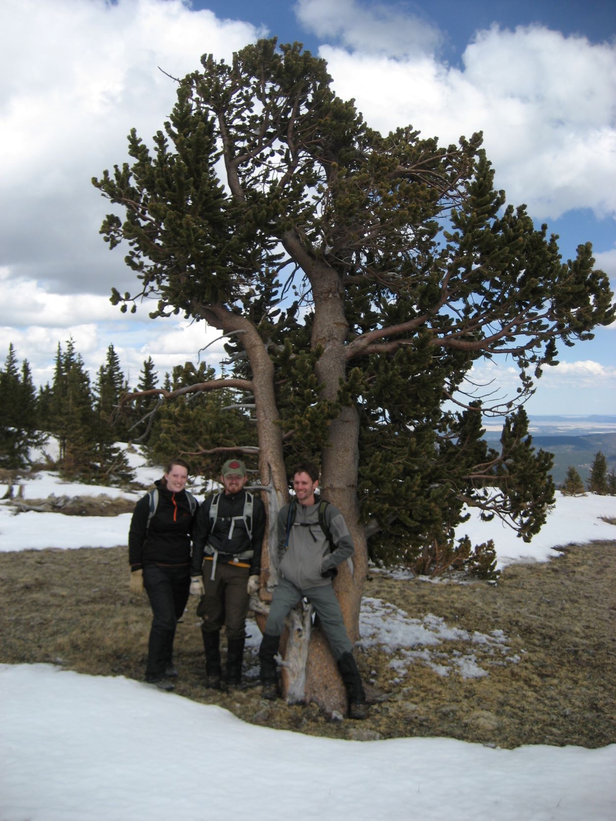 Three people standing by a tree in a snowy woods.