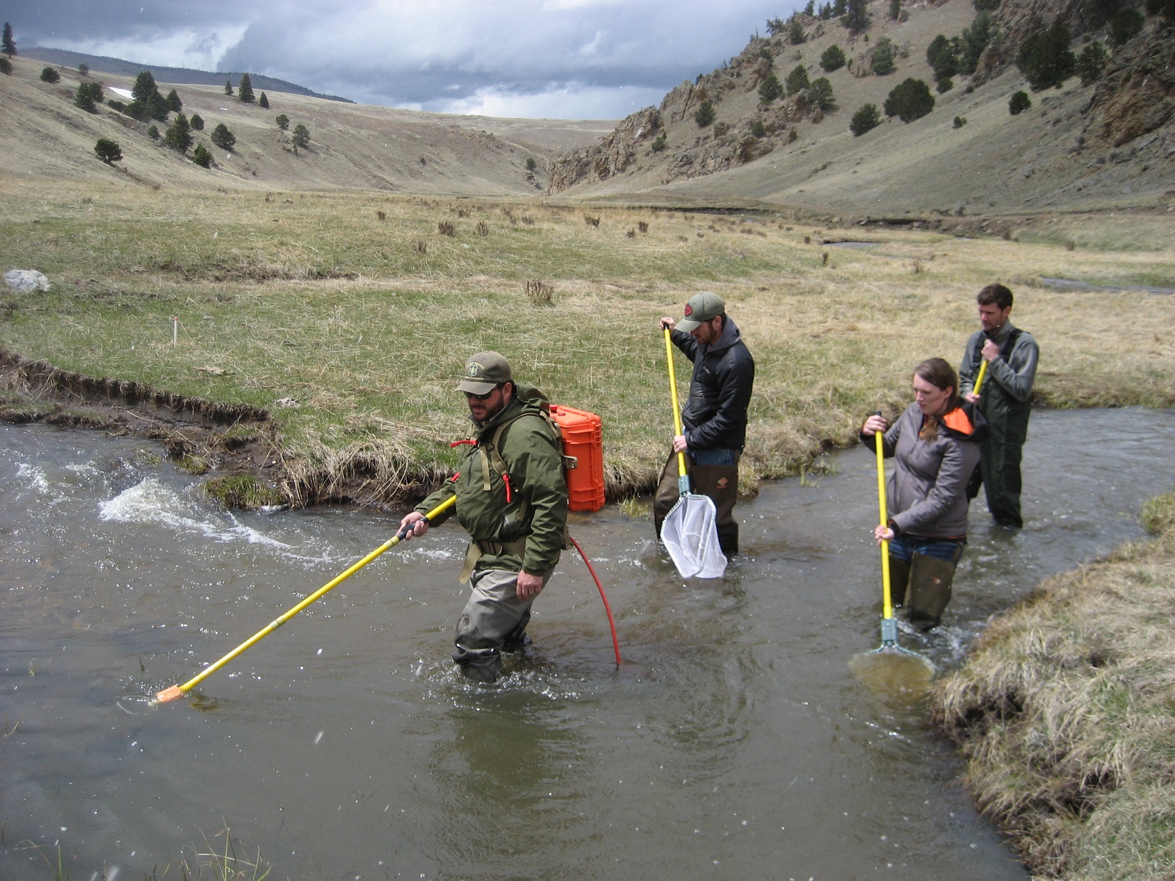 Four people fishing in a stream with nets.