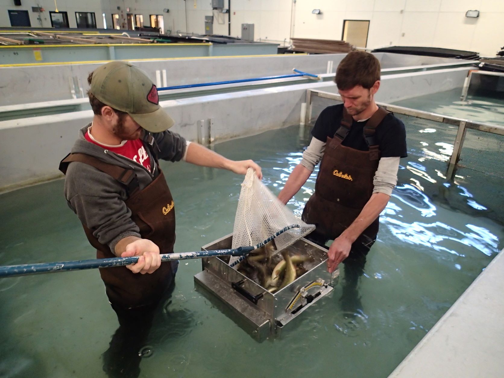 Two participants standing in a large tank handling fish in a box with a net.