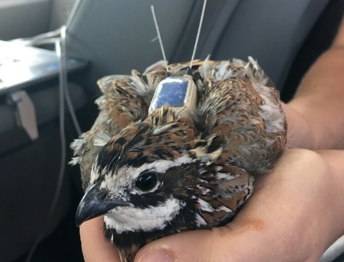Quail with a tracking device. Quail with a tracking device.