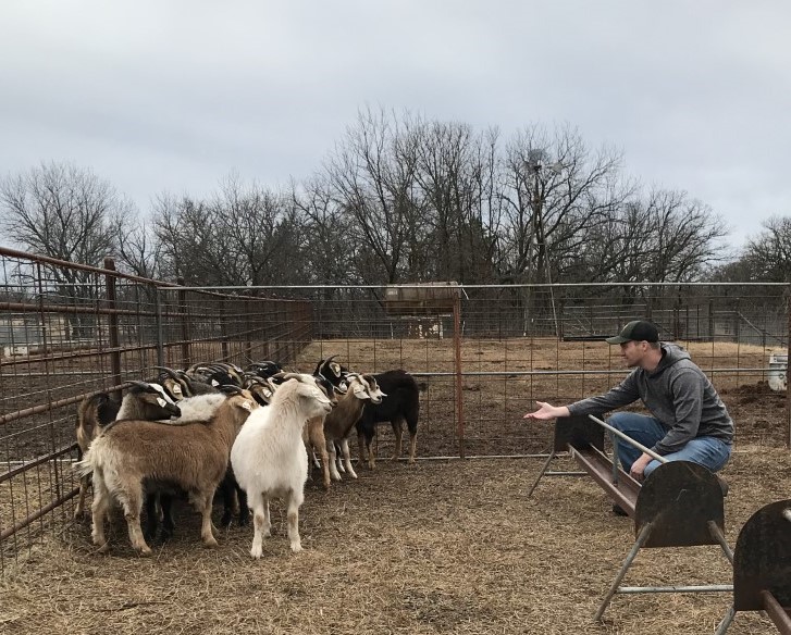 Man reaches out to a group of goats. Man reaches out to a group of goats.