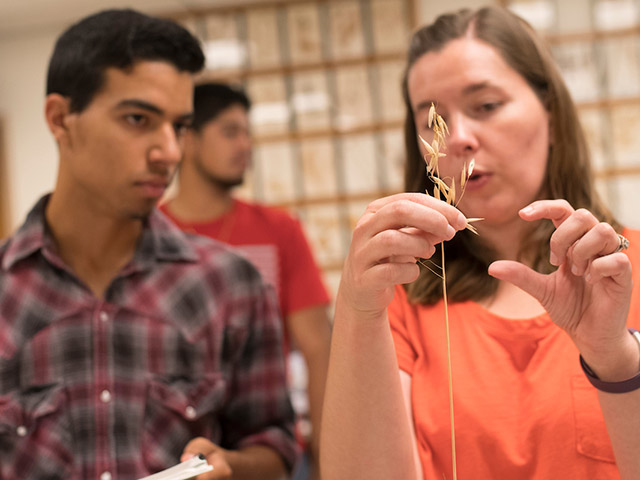 A woman explaining a strand of wheat to a student. A woman explaining a strand of wheat to a student.