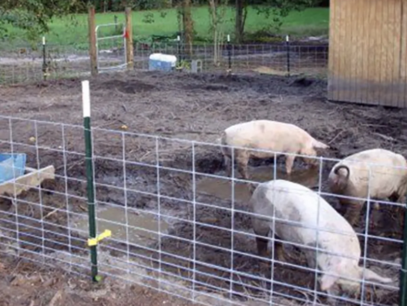 Hog panel fencing