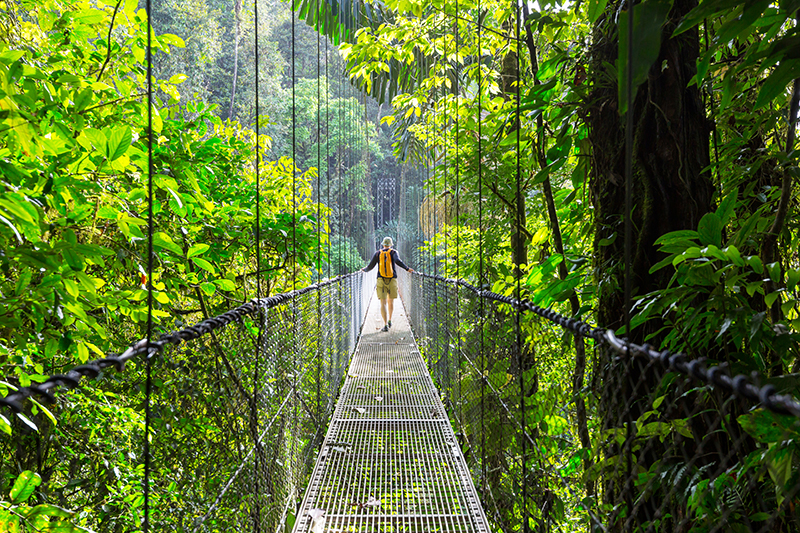 A student walking on a bridge in a forest with a waterfall in the distance.