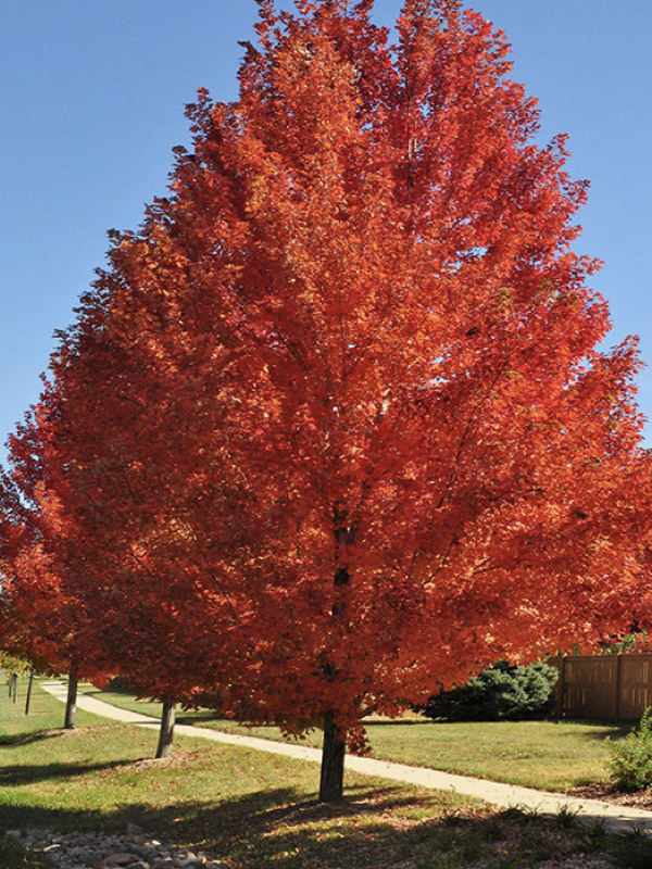 An autumn blaze maple tree covered in bright red autumn leaves stands beside a sidewalk on a sunny day, with a blue sky in the background and additional trees lining the path.
