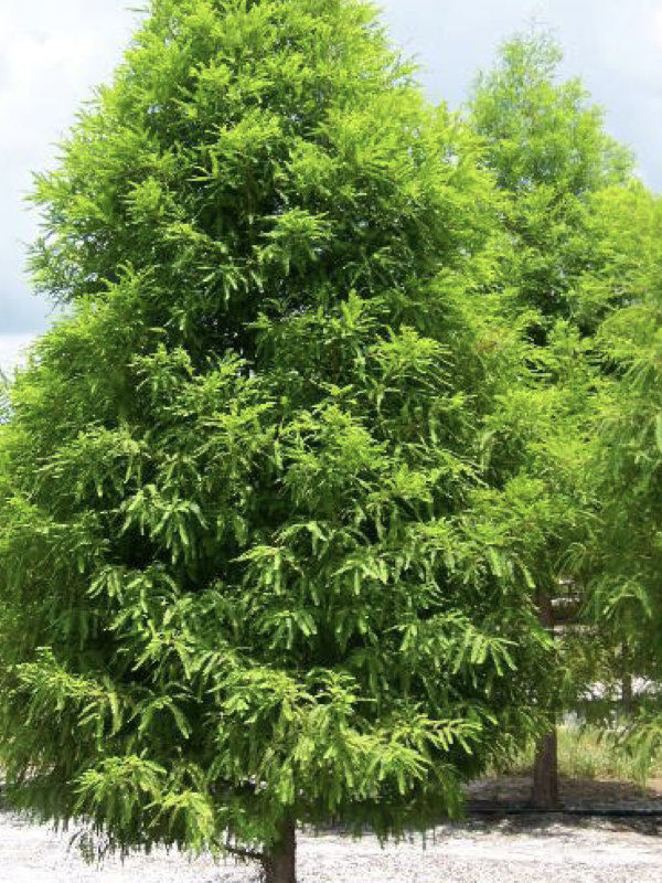 A tall, cone‑shaped tree with dense, bright green foliage stands in a sunny outdoor setting, with another similar tree visible in the background.