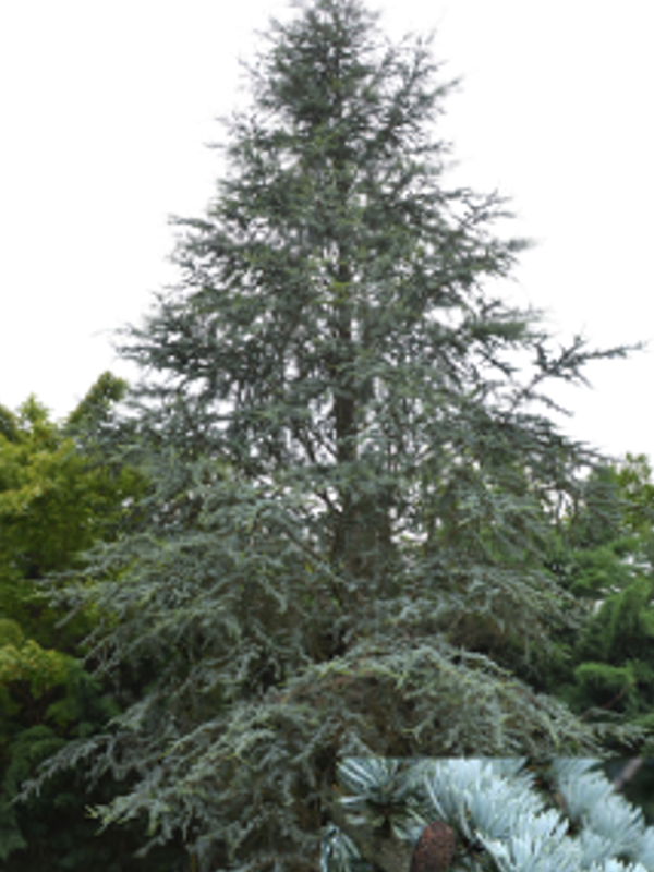 A tall, conical evergreen tree with dense, blue‑green needles stands outdoors among other trees, with its layered branches creating a textured, feathery appearance against a bright sky.