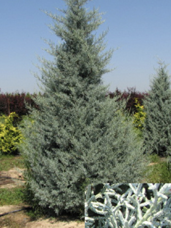 A conical evergreen tree with dense, feathery branches covered in silvery blue‑green foliage stands in a sunny outdoor landscape. Additional evergreens grow nearby. A small inset at the bottom shows a close‑up of the tree’s fine, scale‑like leaves in a pale blue hue.