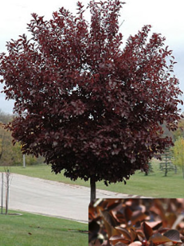 A small ornamental tree with a rounded canopy of deep burgundy-red leaves stands beside a road in a grassy landscape. The foliage is dense and glossy, and a close-up inset in the bottom corner shows the smooth, dark red leaves in greater detail.