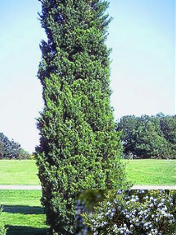 A tall, narrow evergreen tree with dense, dark green foliage grows upright in a grassy landscape under a bright blue sky. A small inset at the bottom shows a close-up of the tree’s branches, which hold clusters of round, pale blue berry-like cones.