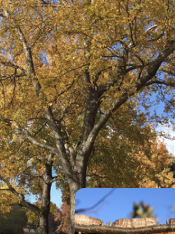 A large deciduous tree with wide-spreading branches and a full canopy of golden-yellow autumn leaves stands in a park-like landscape beneath a clear sky. A small inset at the bottom shows a close-up of the tree’s textured bark.