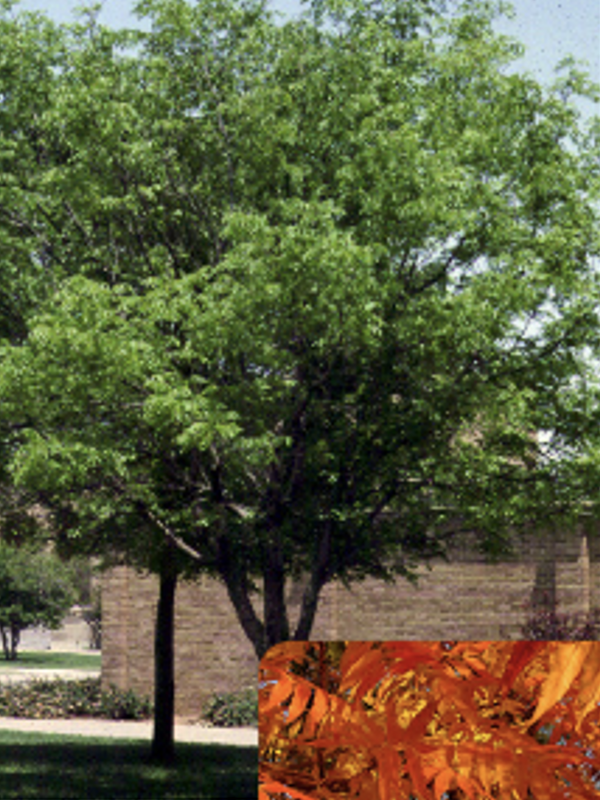 A medium‑sized deciduous tree with a rounded canopy of bright green leaves grows in a landscaped area beside a brick building. A small inset at the bottom shows the tree’s narrow, feathery leaves in vivid orange fall color.