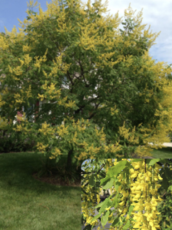 A small ornamental tree with a rounded canopy of green leaves and many clusters of bright yellow flowers grows in a landscaped yard under a partly cloudy sky. A small inset at the bottom shows a close‑up of the tree’s drooping chains of golden-yellow blossoms.