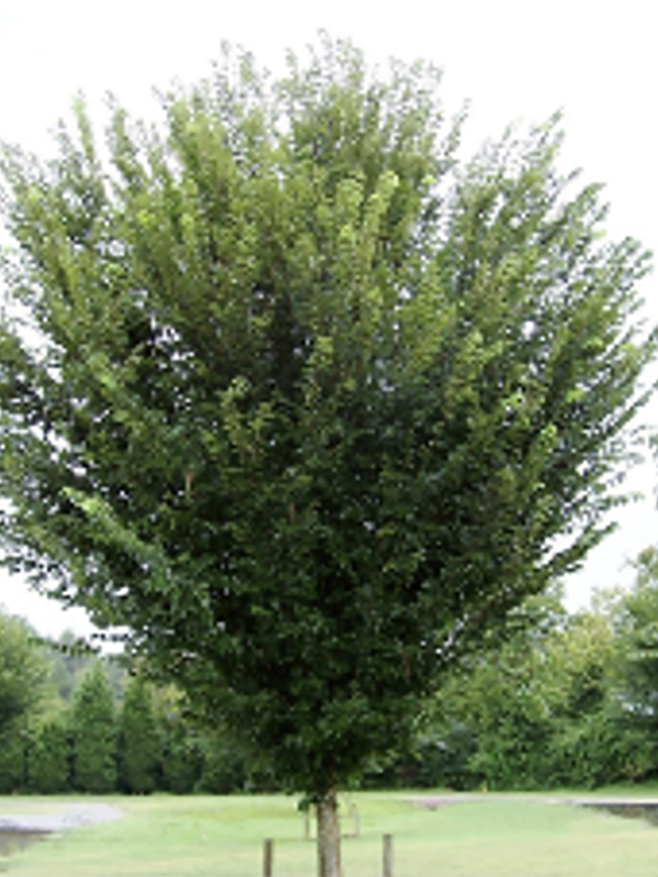 A medium‑sized deciduous tree with an upright, vase‑shaped canopy of dense green leaves stands in a grassy landscape. Its branches rise and flare outward toward the top, creating a symmetrical form against an overcast sky.