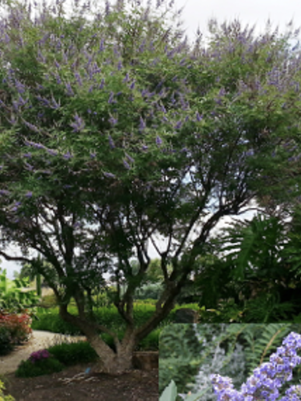A multi‑stem ornamental tree with an airy, spreading canopy is covered in long, upright clusters of purple flowers. The tree stands in a landscaped garden with lush greenery and flowering plants around it. A small inset at the bottom shows a close‑up of the tree’s narrow leaves and lavender‑purple flower spikes.