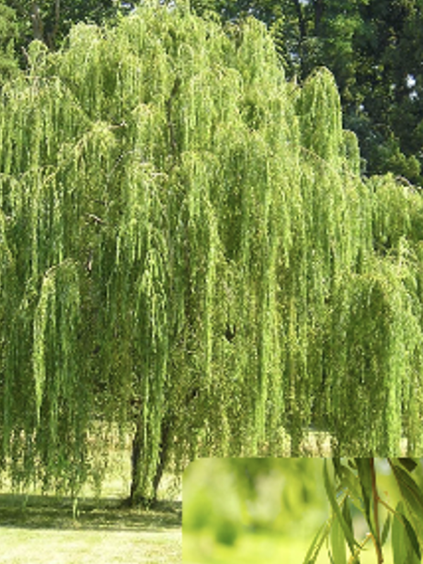 A large weeping willow tree with long, cascading branches covered in bright green leaves stands in a grassy area with taller trees in the background. The drooping foliage forms a flowing, curtain-like canopy. A small inset at the bottom shows a close‑up of the tree’s slender, narrow leaves.