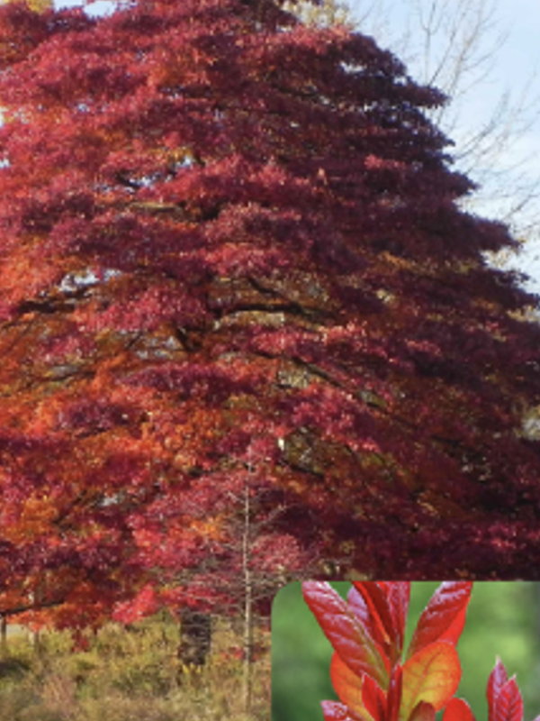 A large deciduous tree with a broad, rounded canopy displays vivid fall colors in deep red, burgundy, and orange tones. The layered branches create a dense, dome‑shaped form. A small inset at the bottom shows a close‑up of the tree’s glossy new leaves in bright red and orange.